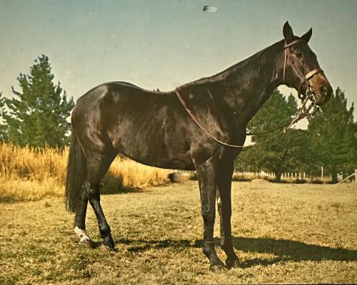 Black horse in the field. Photo in old color image style.