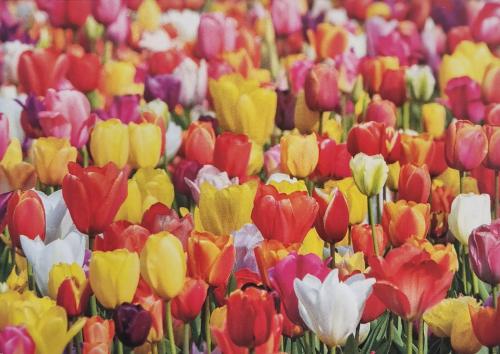 Tulip Flowers Blooming in Spring Season. Colorful Tulips