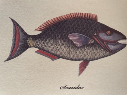 Tropical fish. Hand drawn illustration on old paper background.