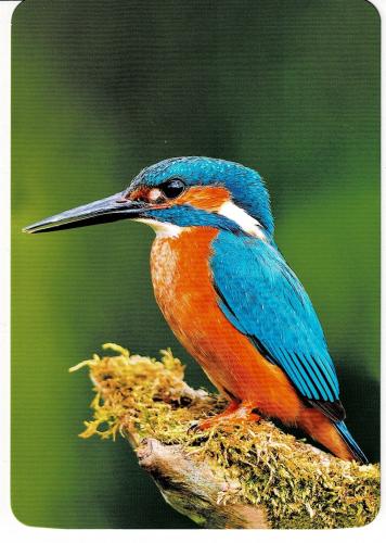 Kingfisher (Alcedo atthis) sitting on a branch