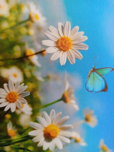 butterfly and daisies on a background of blue sky