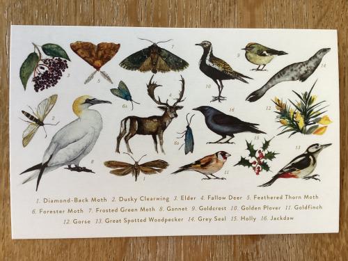 Vintage postcard with hand drawn birds, flowers and butterflies.