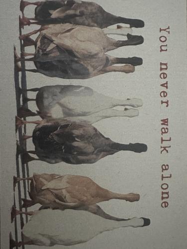 Horse on the farm. Photographed in the photo studio.