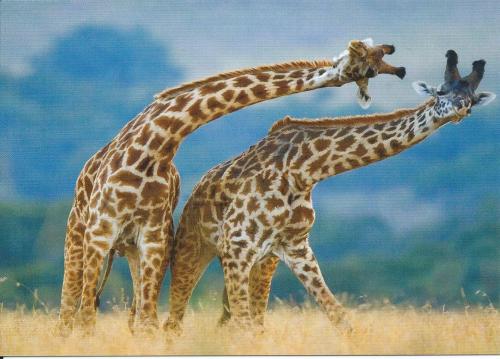 Two giraffes playing with each other in the savannah.