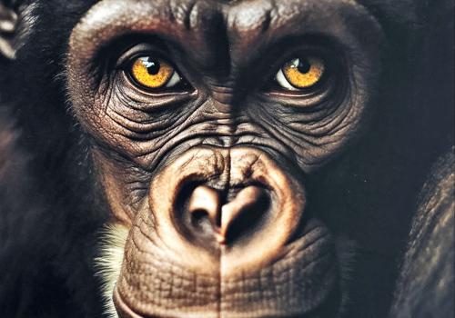 Portrait of a gorilla with big yellow eyes in the studio.