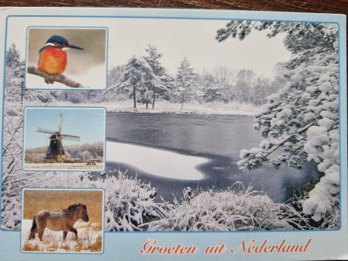 Winter postcard with a bird and a windmill in the background