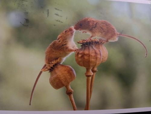 A pair of mice on an acorn in a vase.