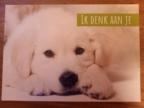 I love my dog, I love my dog, it's a dog