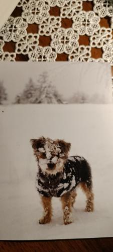 dog in the snow on a background of a knitted blanket.