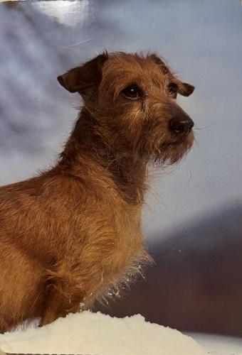 Portrait of a dog of breed the Irish Terrier on a gray background