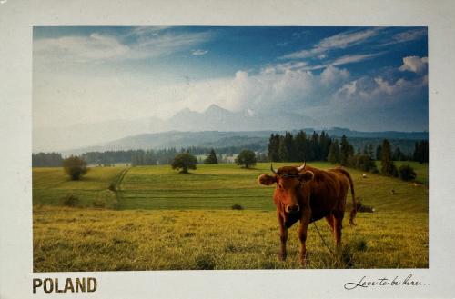 USSR - CIRCA 1980s: Postcard printed in USSR shows image of cow, circa 1980s