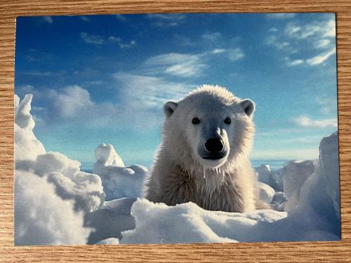 Photo of polar bear in wooden frame on the background of blue sky