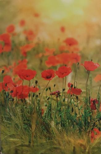 poppies in the meadow at sunset - soft focus.