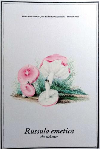 A postcard printed in Russia shows image of a mushroom, circa 1980.