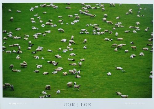 Sheep on a green meadow in the Netherlands. A flock of sheep