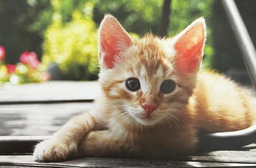 Cute little red kitten on a wooden bench in the garden.