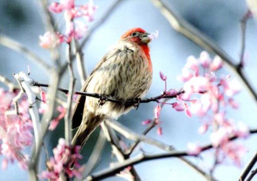 Male House Finch on a Branch of Cherry Blossoms in Spring