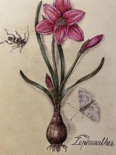 Flowering tulip with butterfly on the background of old paper