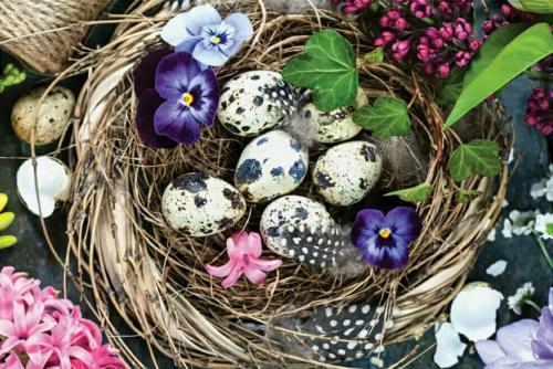 Quail eggs in a nest with spring flowers on a dark background