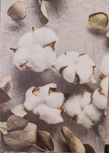 Fluffy cotton flowers with eucalyptus branches on grey background