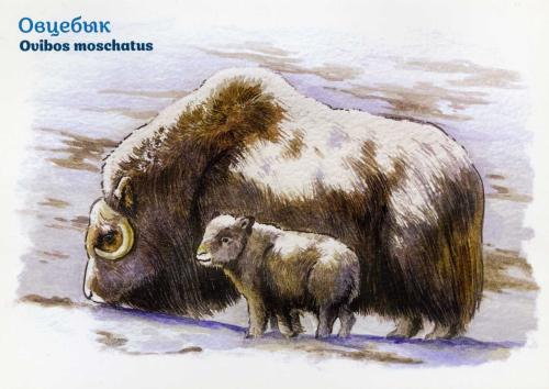 Oriental tibetan bison (Ovibos moschatus) family. Watercolor illustration.