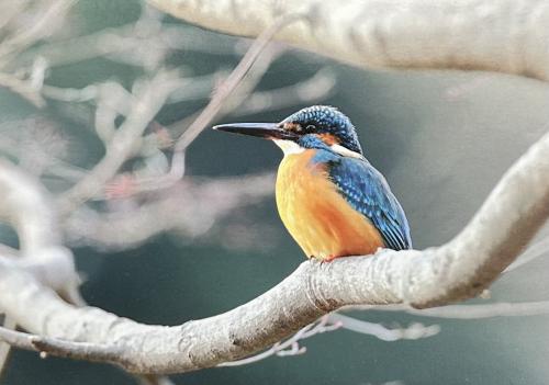 Kingfisher perched on a branch in its natural habitat in Australia