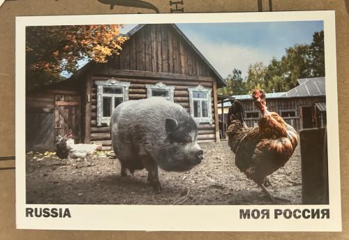 A postcard printed in the USSR shows image of a pig and a rooster on a farm.