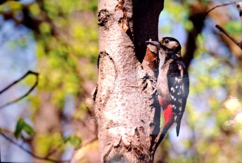Great spotted woodpecker (Dendrocopos major)