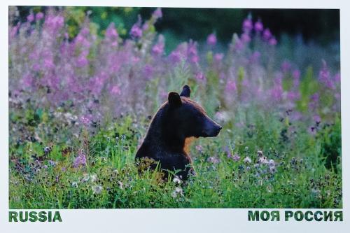 Black bear in the meadow with pink flowers on a summer day