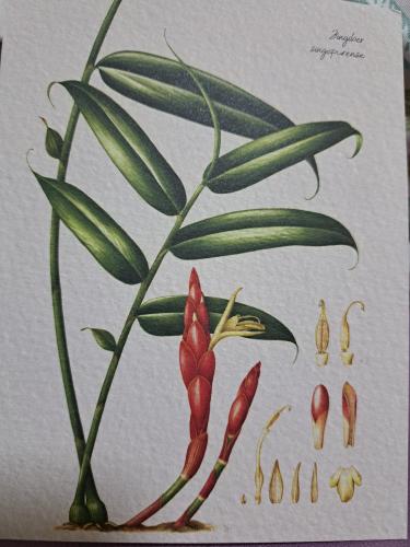 Hand drawn illustration of a bird of paradise flower (Heliconia)