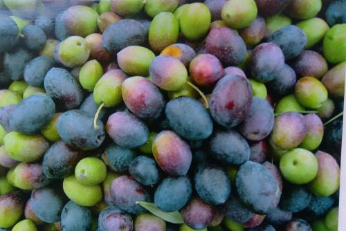 Black and green plums on the counter of a farmers market.