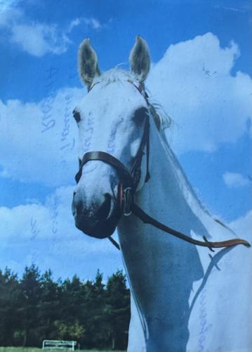 White horse on blue sky background. Photo in old color image style.