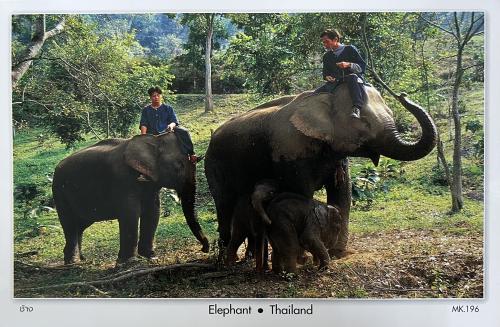 Vintage postcard printed in Thailand shows image of elephant show, circa 2015.