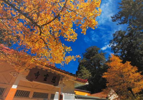Autumn leaves of the Ginkgo biloba in Kyoto, Japan