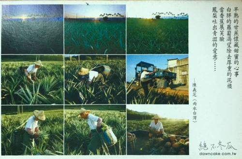 Pineapple farm in the south of China, vintage postcard