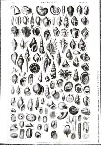19th century engraving of seashells from the mid-19th century
