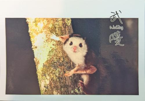 The image of a cute pet squirrel on a tree in a zoo
