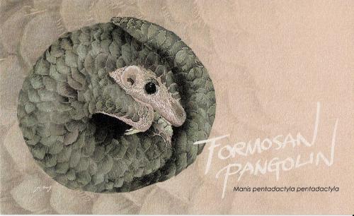 Fossilized image of a chameleon from the series