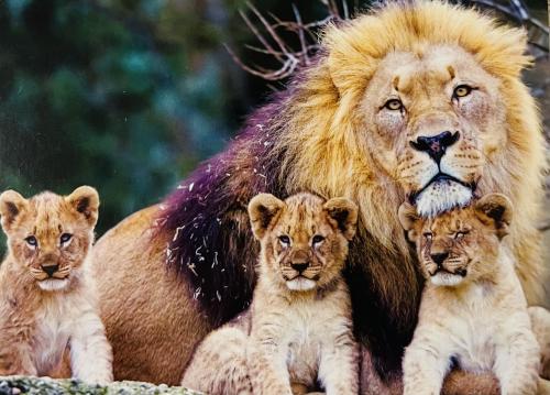 Lion family (Panthera leo) in the wild