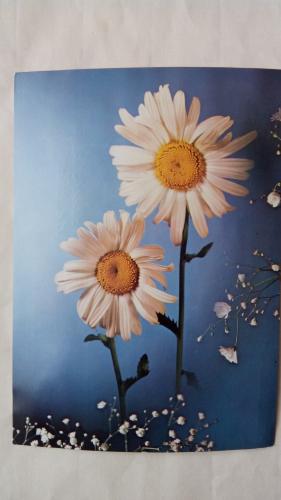 floral card with daisies on a background of blue paper