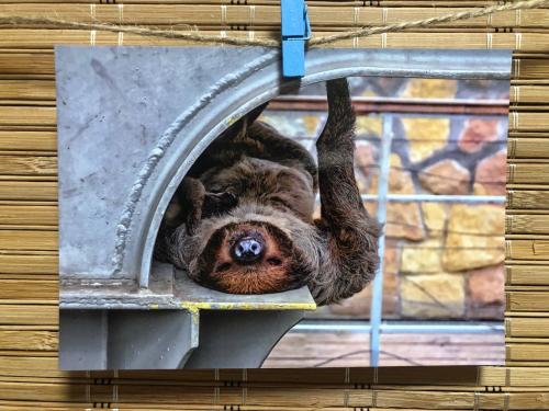 The three-toed sloth (Sloth) hanging on the wall.
