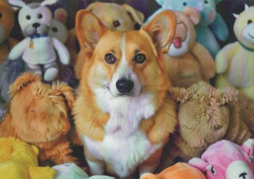 Cute Corgi Pembroke dog with toys.