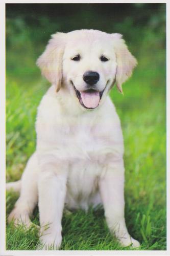 Labrador Retriever puppy sitting on the green grass in summer