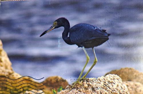 Little Egret, Egretta garzetta, single bird in water, Costa Rica
