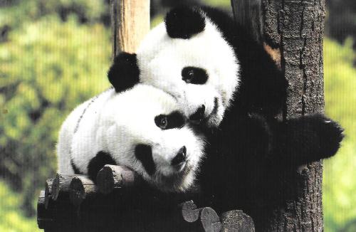 Two panda bears sitting on a tree trunk in a zoo.