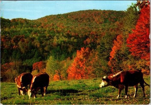 Cows in a field with autumnal forest in the background.