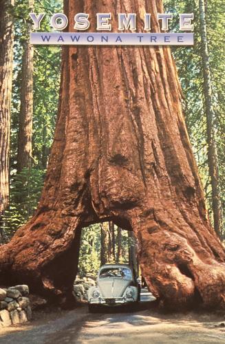 Tourist attraction in Sequoia National Park, California, USA