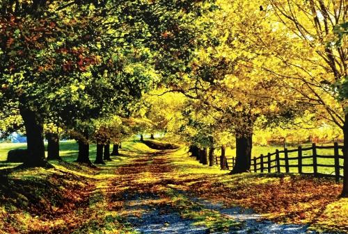 Autumn landscape with colorful trees and road in the park. Sunny day