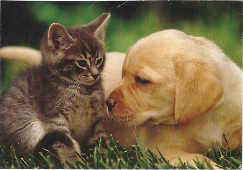 Labrador Retriever and cat on the grass. Photo in old image style.