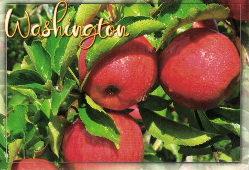 Red apples on apple tree branch. Harvest time. Vintage style.